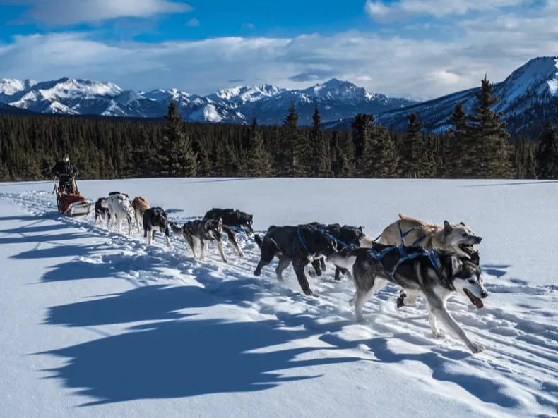 Canada chiens de traineaux voyage insolite voyage surprise en Amérique