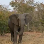 safari voyage surprise