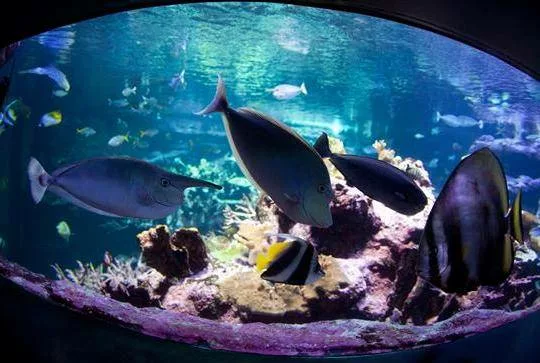 cité de la mer activité originale en famille