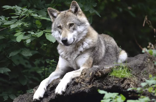 nuit avec les loups vacances insolites en France