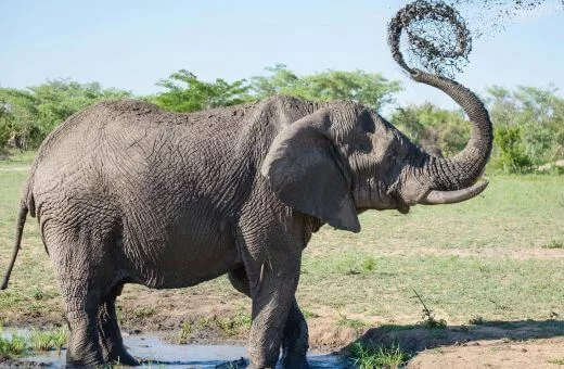 Elephant voyage de noces safari Elephant voyage de noces septembre safari parc kruger voyage en famille en octobre aventure