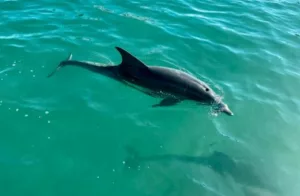 Dauphin voyage en famille en avril à l'île Maurice