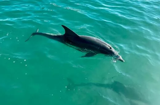 Dauphin voyage en famille en avril à l'île Maurice