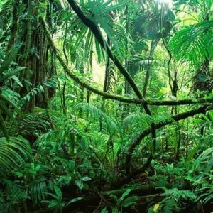 Chiapas jungle voyage en famille au Mexique