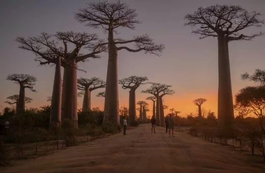 Baobab voyage en famille madagascar lever du soleil - Horizons Secrets
