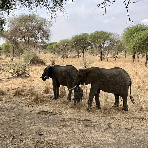voyage safari Elephant voyage en falmille en Afrique parc du Tarangire - Horizons Secrets