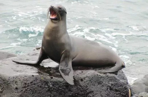 Lion de mer Galapagos voyage en aout Lion de mer Galapagos voyage en aout