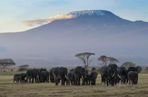 Safari Afrique Kenya Safari vue Kilimandjaro Afrique Kenya Amboseli parc