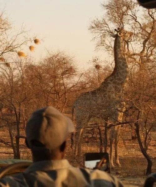 Sans titre-11-min Safari de luxe voyage au Zimbabwe