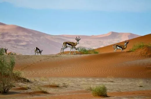 Voyage en famille en aout Namibie désert animaux paysages