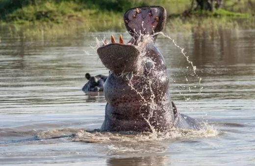 Voyage safari Botswana hippopotame Voyage safari Botswana hippopotame voyage de noces en aout Afrique